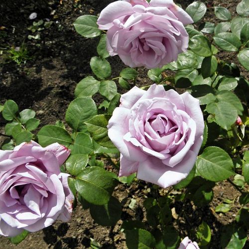 Diszkrét illatú rózsa - Rózsa - Blue Girl - Online rózsa vásárlás